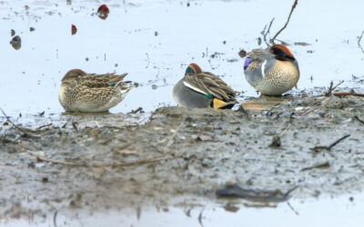 2015-01-18 15-01-40 0014_X1600