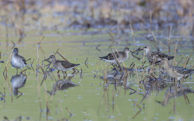 Bruchwasserläufer und Kampfläufer, 12.08.2024, Hallau SH