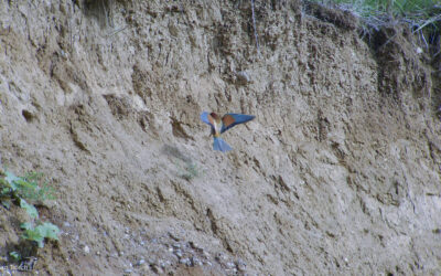 Bienenfressser mit Nahrung für die Jungvögel, 06.08.2010, Reiat, Kanton Schaffhausen