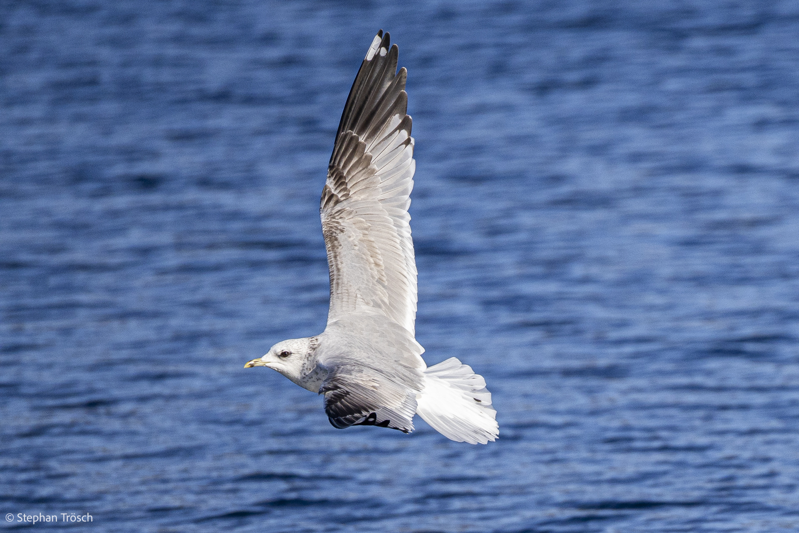 Sturmmöwe, 2. Winter