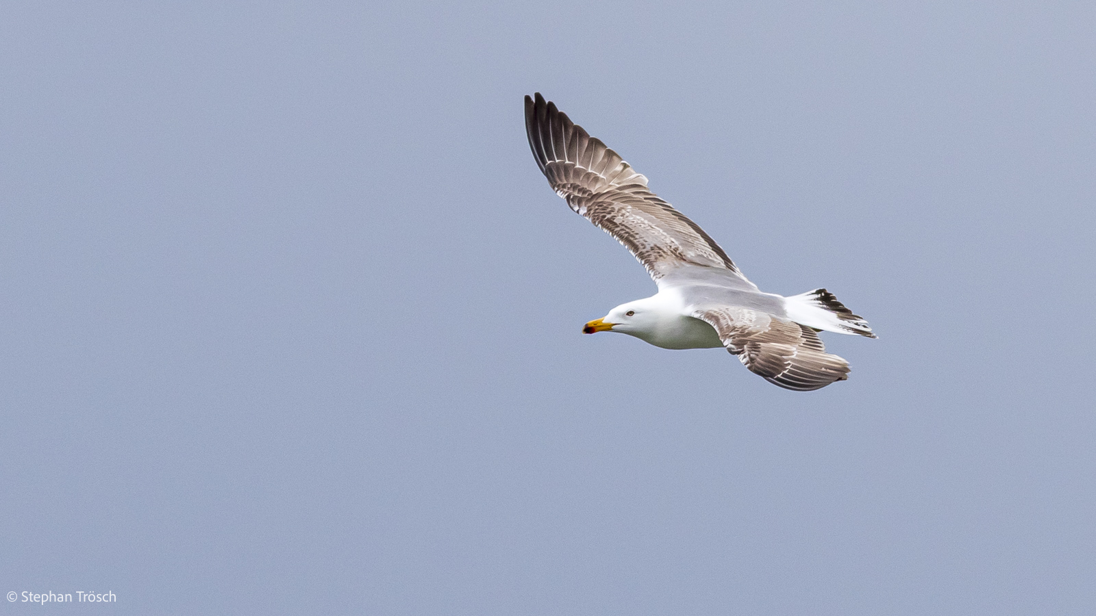 Mittelmeermöwe, 2. Winter | 3.KJ