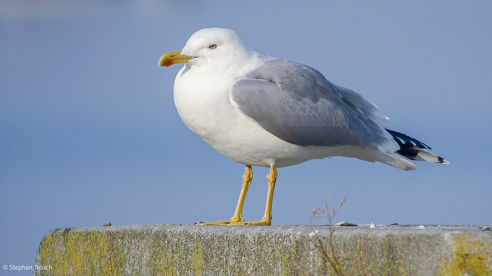 Mittelmeermöwe, adult