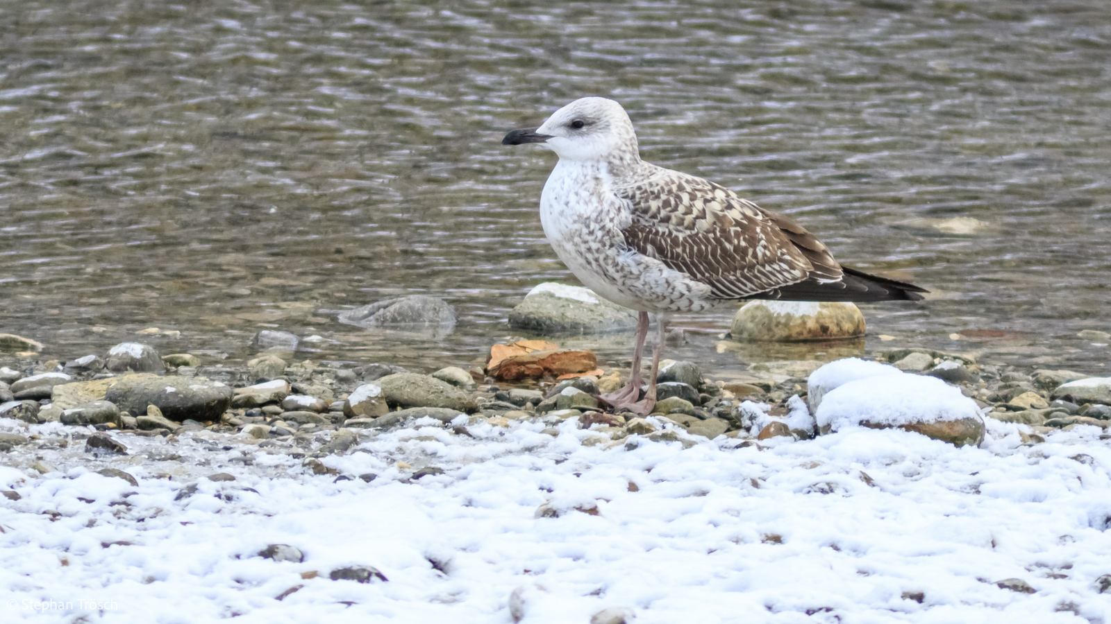Mittelmeermöwe, 1. Winter | 2.KJ
