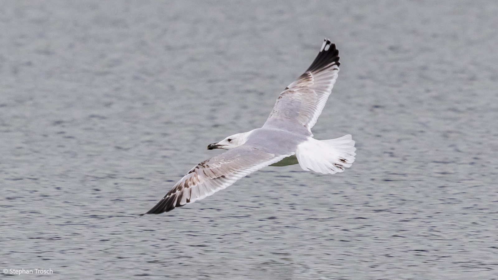 Mittelmeermöwe, 3. Winter | 4.KJ