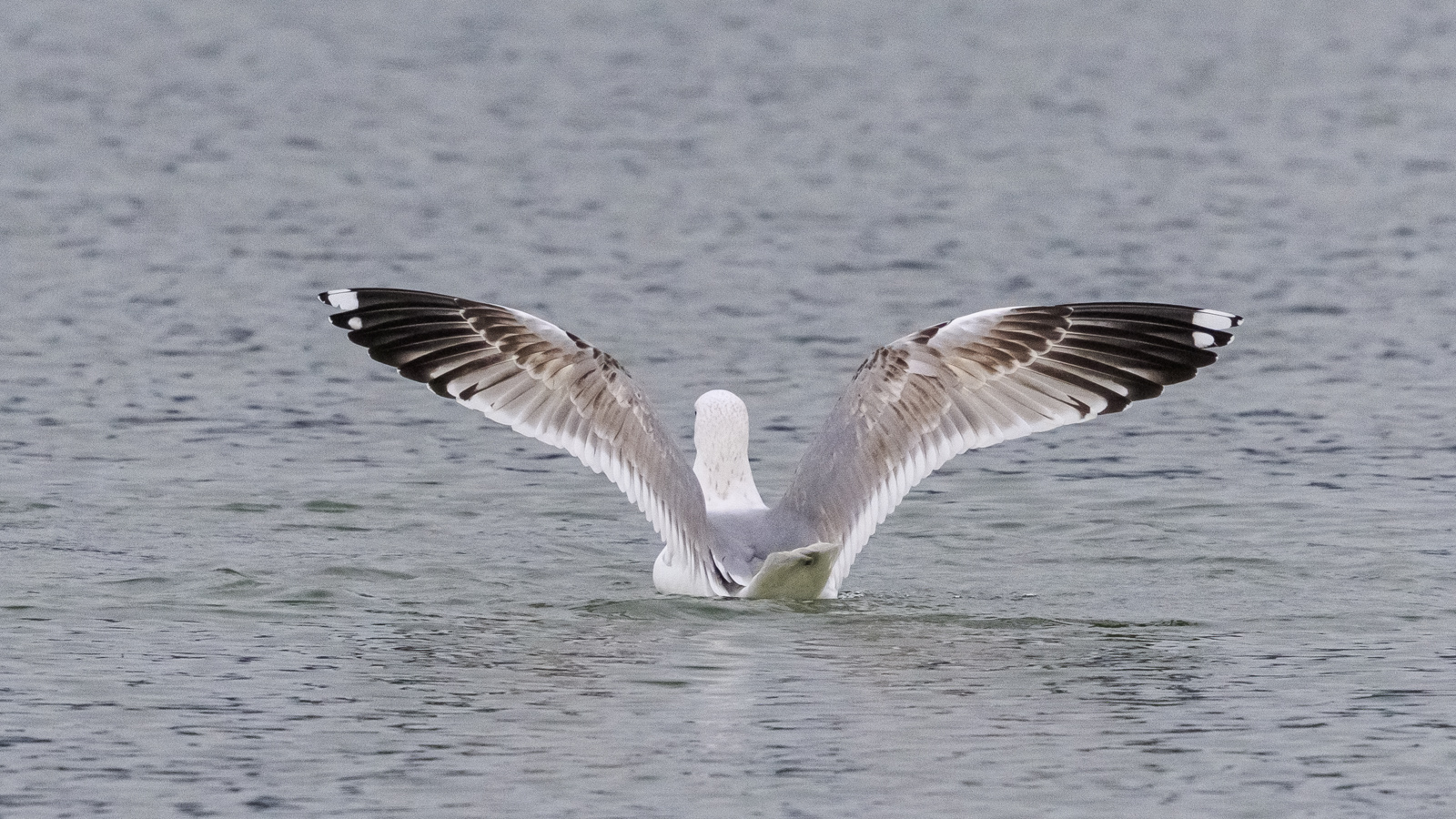 Mittelmeermöwe, 3. Winter | 4.KJ