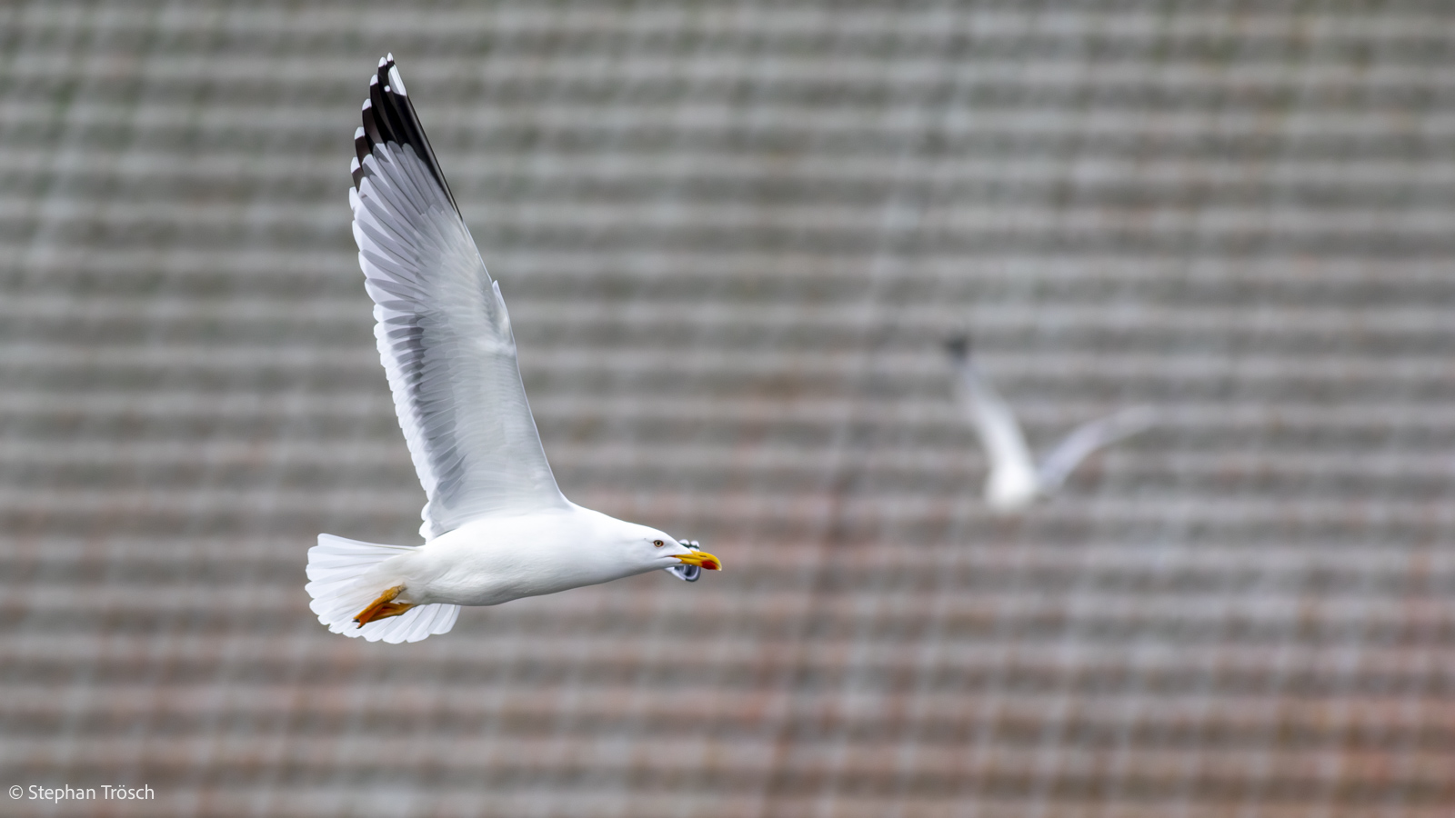 Mittelmeermöwe, adult