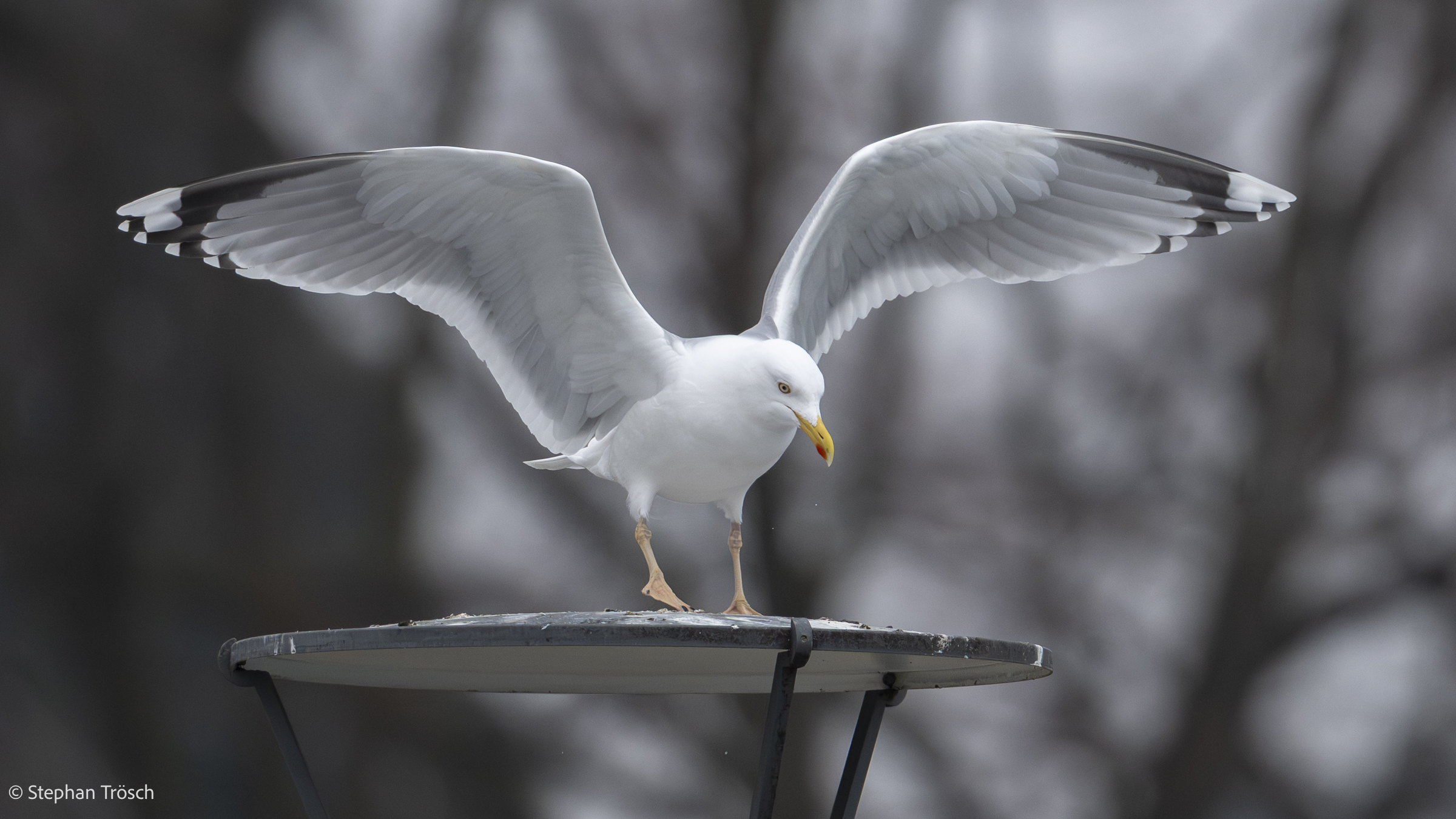 Silbermöwe, var. "omissus"