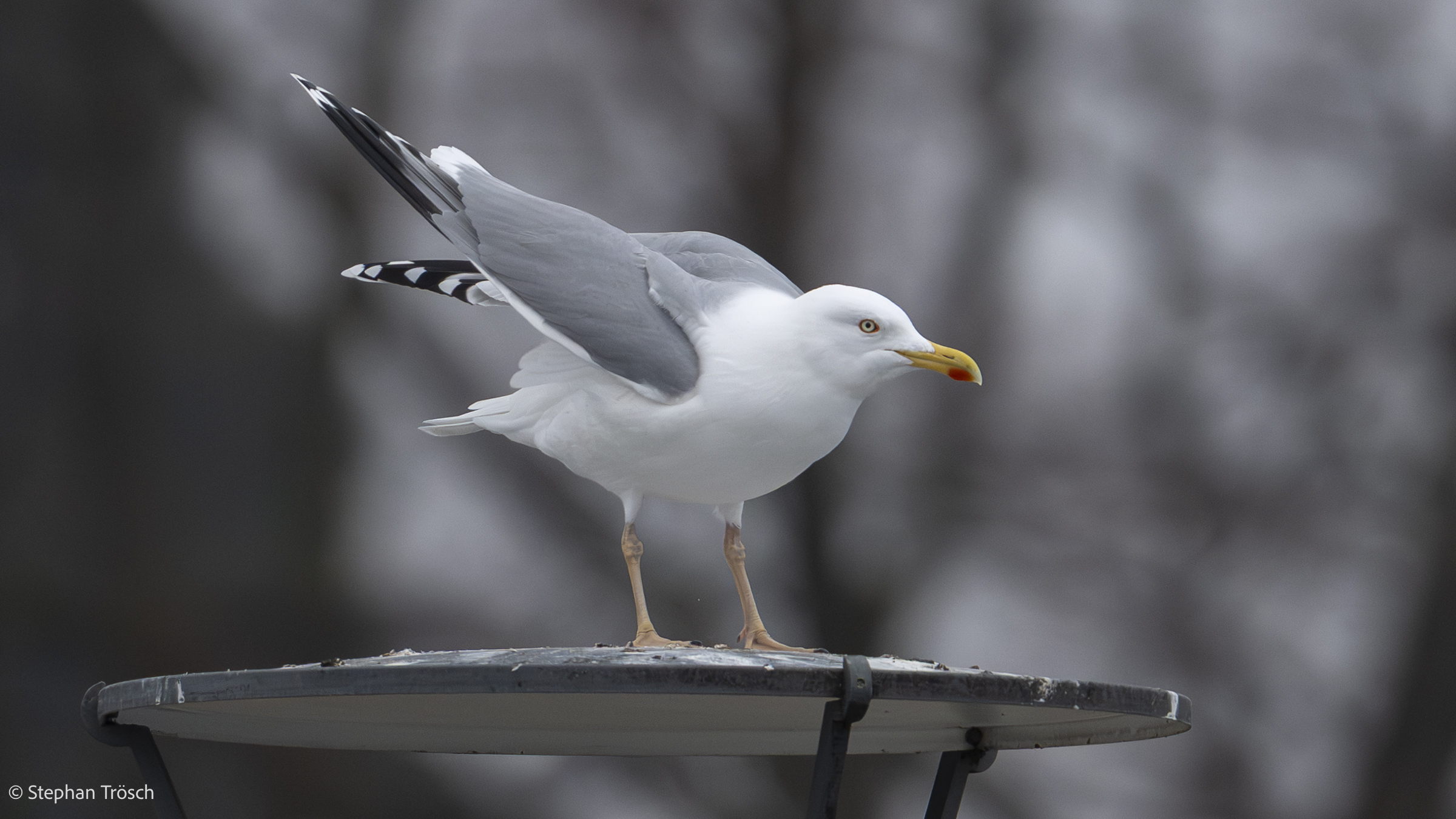 Silbermöwe