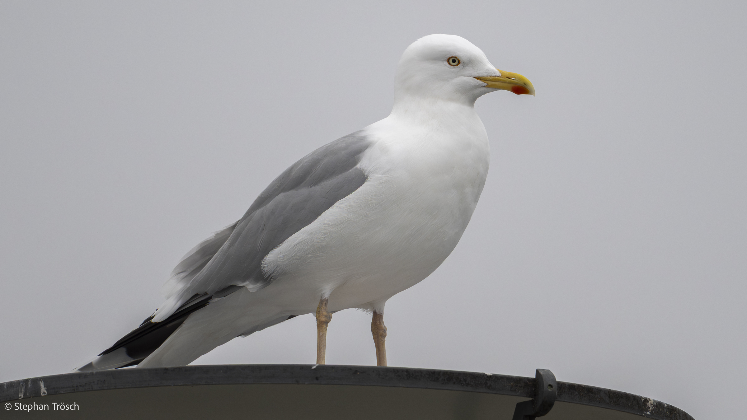 Silbermöwe